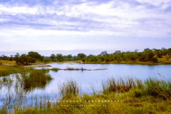 Kodak Portra 400 © 2021 Shen Hao 4x5 Horseman 6x12 RFB Kruger National Park