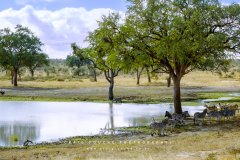 Kodak Portra 400 © 2021 Shen Hao 4x5 Horseman 6x12 RFB Kruger National Park