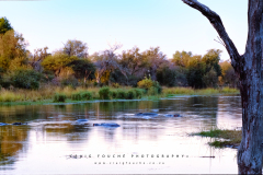 Kodak Portra 400 © 2021 Shen Hao 4x5 Horseman 6x12 RFB Kruger National Park