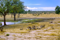 Kodak Portra 400 © 2021 Shen Hao 4x5 Horseman 6x12 RFB Kruger National Park