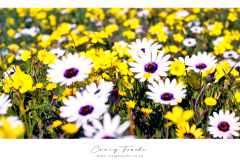 Kodak Portra 160 © 2021 Shen Hao 4x5 Horseman 6x12 RFB |  WCNP