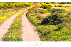 Kodak Portra 160 © 2021 Shen Hao 4x5 Horseman 6x12 RFB | WCNP