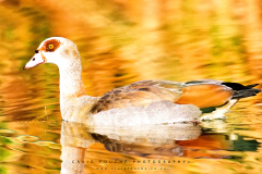 R1-05854-0007W