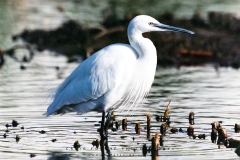 R1-05854-0029W