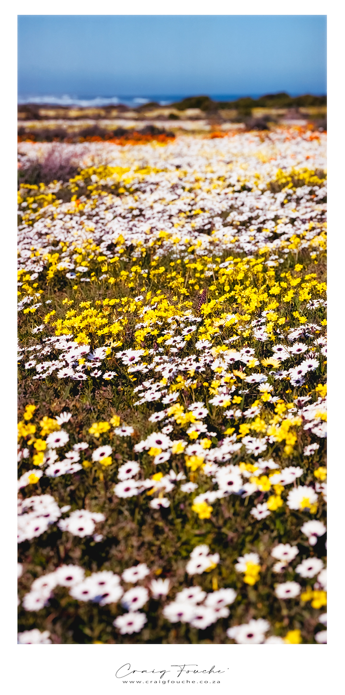 6x12 Medium format film