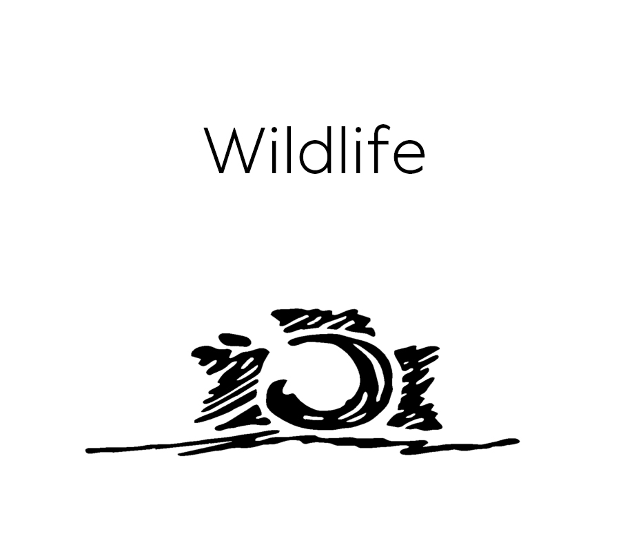 CFP-Wildlife