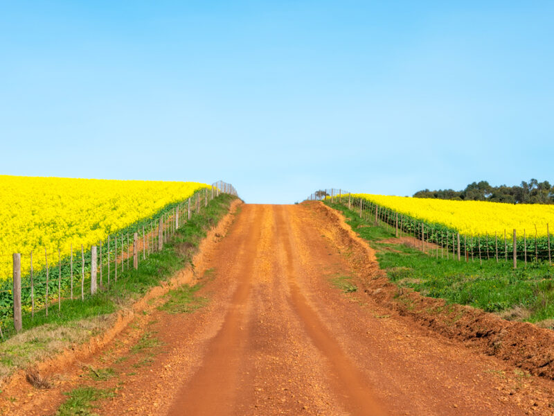 Canola, Overberg