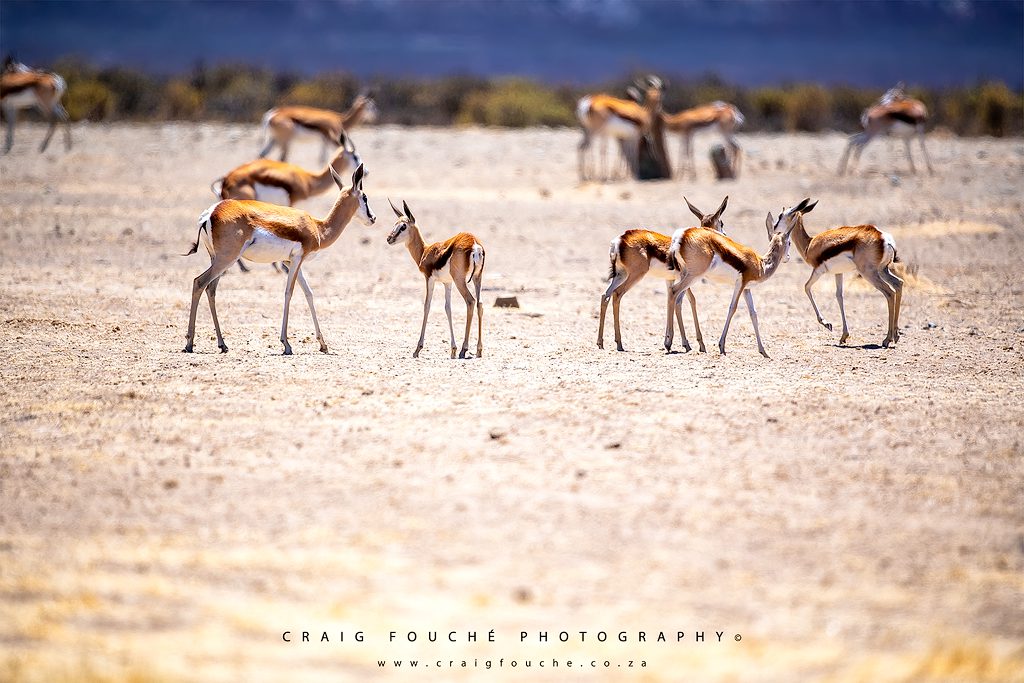Springbok Herd
