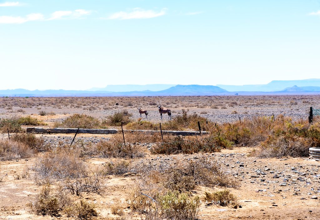 Gemsbok And Her Calf, Tankwa Karoo National Park, South-Africa