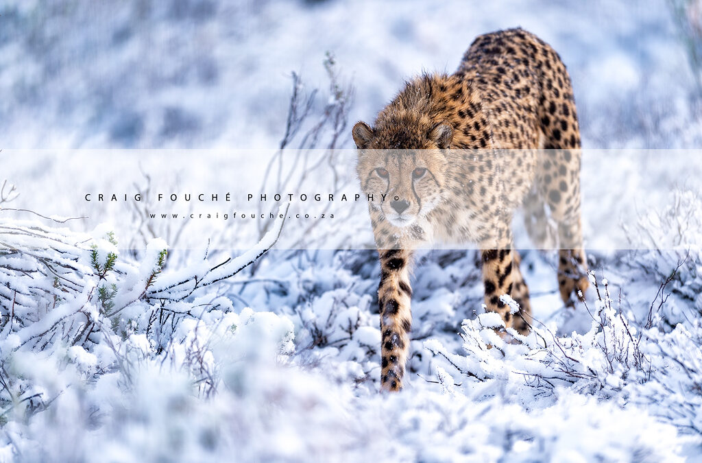 Snow Cheetahs Of South Africa