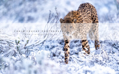 Snow Cheetahs Of South Africa