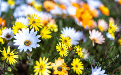 Travel – The Spring Flowers of Namaqualand