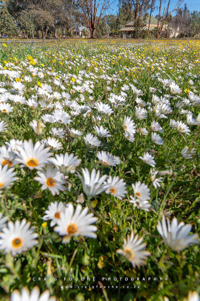 Nieuwoudtville Daisies, Namaqualand