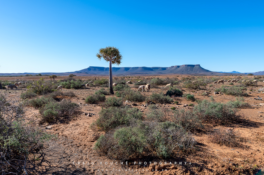 Namaqualand