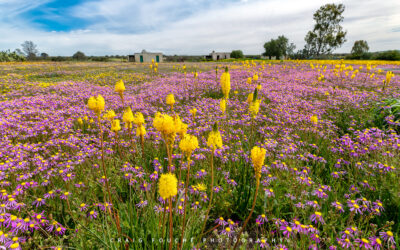 Hantam and Roggeveld – Crazy Daisy and Bitterly Cold
