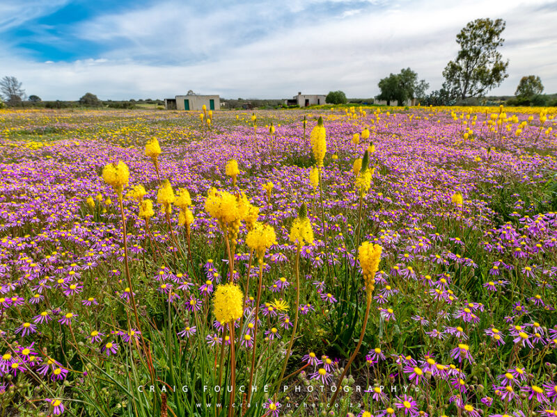 Geelkatsterte / Yellow Cat Tails Willemsrivier, Nieuwoudtville, South-Africa, Namaqualand